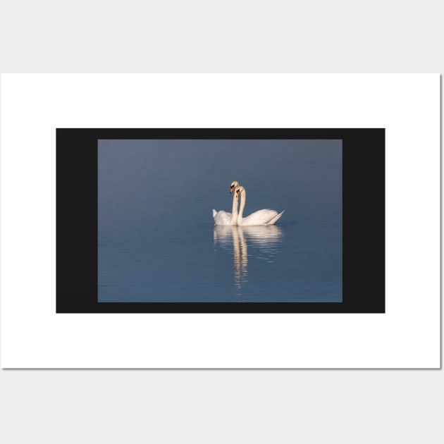 Swan pair Wall Art by AYatesPhoto